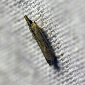 Faveria tritalis at O'Connor, ACT - 1 Jan 2018 10:09 PM