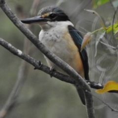 Todiramphus sanctus (Sacred Kingfisher) at Paddys River, ACT - 31 Dec 2017 by JohnBundock