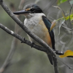 Todiramphus sanctus at Paddys River, ACT - 31 Dec 2017