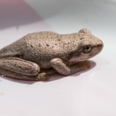 Litoria peronii (Peron's Tree Frog, Emerald Spotted Tree Frog) at Paddys River, ACT - 2 Jan 2018 by SWishart