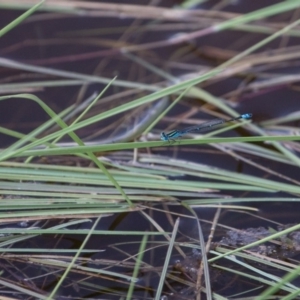 Austroagrion watsoni at Murrumbateman, NSW - 2 Jan 2018 04:00 PM