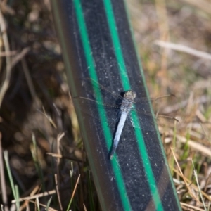 Orthetrum caledonicum at Murrumbateman, NSW - 2 Jan 2018