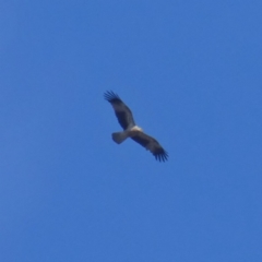 Haliastur sphenurus (Whistling Kite) at Wandiyali-Environa Conservation Area - 2 Jan 2018 by Wandiyali
