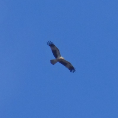 Haliastur sphenurus (Whistling Kite) at Googong, NSW - 2 Jan 2018 by Wandiyali