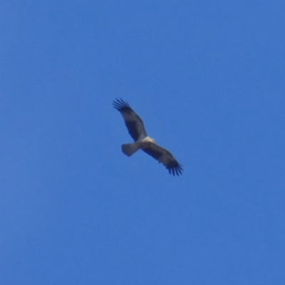 Haliastur sphenurus (Whistling Kite) at Wandiyali-Environa Conservation Area - 2 Jan 2018 by Wandiyali