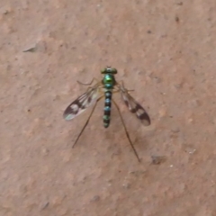 Heteropsilopus ingenuus (A long-legged fly) at Flynn, ACT - 1 Jan 2018 by Christine