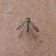 Heteropsilopus ingenuus (A long-legged fly) at Flynn, ACT - 2 Jan 2018 by Christine