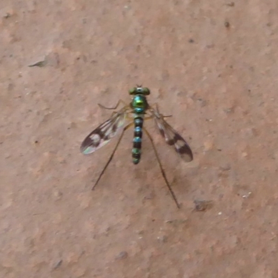 Heteropsilopus ingenuus (A long-legged fly) at Flynn, ACT - 1 Jan 2018 by Christine