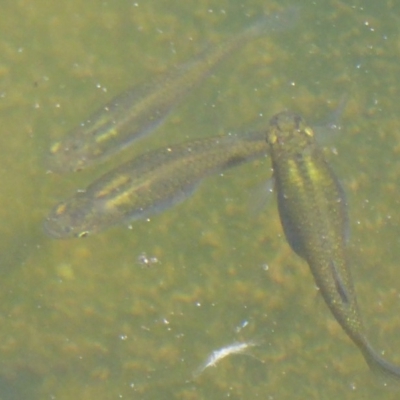 Gambusia holbrooki (Gambusia, Plague minnow, Mosquito fish) at West Belconnen Pond - 31 Dec 2017 by Christine