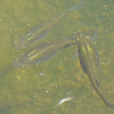 Gambusia holbrooki (Gambusia, Plague minnow, Mosquito fish) at Dunlop, ACT - 1 Jan 2018 by Christine