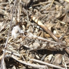 Austroicetes sp. (genus) (A grasshopper) at Dunlop, ACT - 31 Dec 2017 by Christine