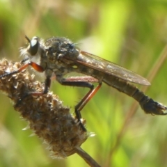 Dolopus rubrithorax (Large Brown Robber Fly) at West Belconnen Pond - 31 Dec 2017 by Christine