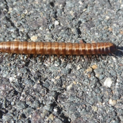Paradoxosomatidae sp. (family) (Millipede) at West Belconnen Pond - 31 Dec 2017 by Christine