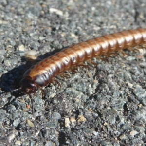 Paradoxosomatidae sp. (family) at Dunlop, ACT - 1 Jan 2018