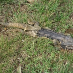 Pogona barbata (Eastern Bearded Dragon) at Symonston, ACT - 28 Dec 2011 by CallumBraeRuralProperty