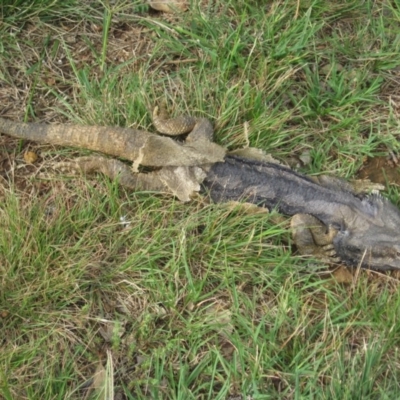 Pogona barbata (Eastern Bearded Dragon) at Symonston, ACT - 28 Dec 2011 by CallumBraeRuralProperty