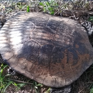 Chelodina longicollis at Gungahlin, ACT - 1 Jan 2018 05:44 PM