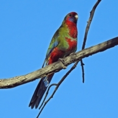Platycercus elegans (Crimson Rosella) at Macarthur, ACT - 2 Jan 2018 by RodDeb