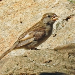 Passer domesticus at Molonglo Valley, ACT - 2 Jan 2018