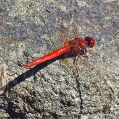 Diplacodes haematodes (Scarlet Percher) at Molonglo Valley, ACT - 2 Jan 2018 by RodDeb