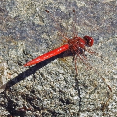 Diplacodes haematodes (Scarlet Percher) at Molonglo Valley, ACT - 2 Jan 2018 by RodDeb