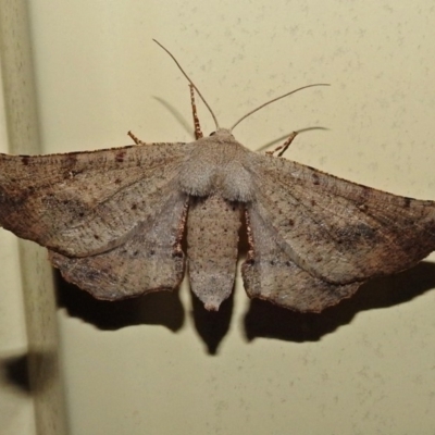 Circopetes obtusata (Grey Twisted Moth) at Macarthur, ACT - 1 Jan 2018 by RodDeb