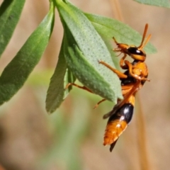 Abispa ephippium (Potter wasp, Mason wasp) at Molonglo Valley, ACT - 1 Jan 2018 by RodDeb