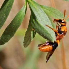 Abispa ephippium at Molonglo Valley, ACT - 2 Jan 2018