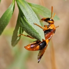 Abispa ephippium at Molonglo Valley, ACT - 2 Jan 2018