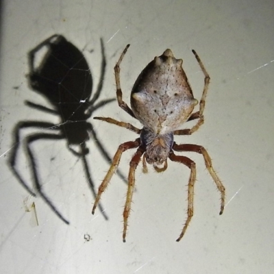 Socca pustulosa (Knobbled Orbweaver) at Macarthur, ACT - 1 Jan 2018 by RodDeb