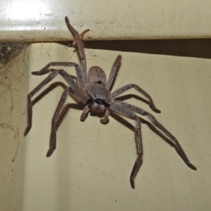 Isopeda sp. (genus) at Macarthur, ACT - 1 Jan 2018 10:12 PM