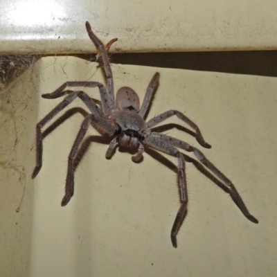 Isopeda sp. (genus) (Huntsman Spider) at Macarthur, ACT - 1 Jan 2018 by RodDeb