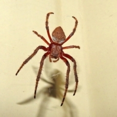 Hortophora transmarina (Garden Orb Weaver) at Macarthur, ACT - 1 Jan 2018 by RodDeb