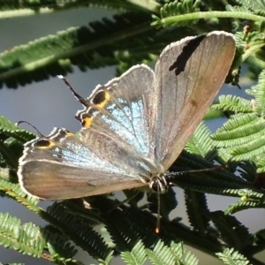 Jalmenus ictinus at Deakin, ACT - 2 Jan 2018