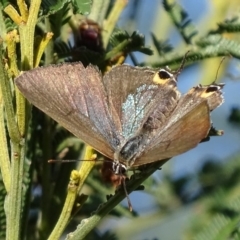 Jalmenus ictinus at Deakin, ACT - 2 Jan 2018