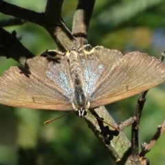 Jalmenus ictinus at Deakin, ACT - 2 Jan 2018