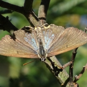 Jalmenus ictinus at Deakin, ACT - 2 Jan 2018