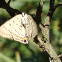 Jalmenus ictinus at Deakin, ACT - 2 Jan 2018