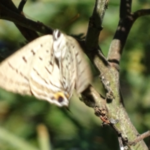 Jalmenus ictinus at Deakin, ACT - 2 Jan 2018