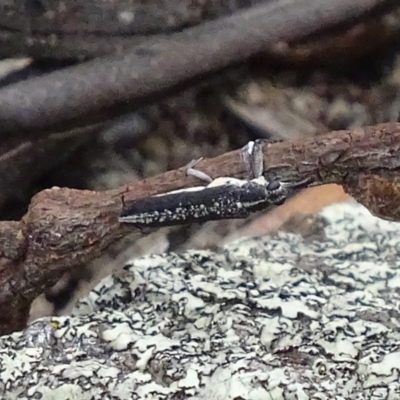 Rhinotia sp. (genus) (Unidentified Rhinotia weevil) at Garran, ACT - 2 Jan 2018 by roymcd