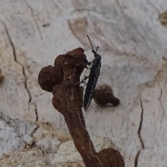 Rhinotia sp. (genus) at Garran, ACT - 3 Jan 2018