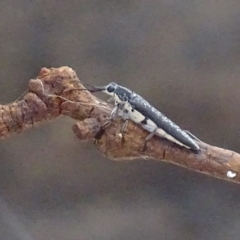 Rhinotia sp. (genus) at Garran, ACT - 3 Jan 2018