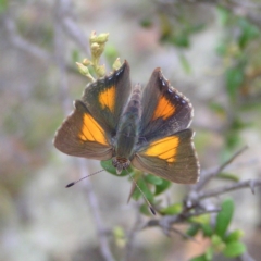 Paralucia aurifera (Bright Copper) at Booth, ACT - 31 Dec 2017 by MatthewFrawley