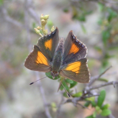 Paralucia aurifera (Bright Copper) at Booth, ACT - 31 Dec 2017 by MatthewFrawley