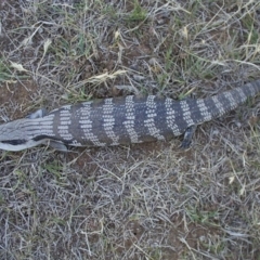 Tiliqua scincoides scincoides (Eastern Blue-tongue) at Symonston, ACT - 27 Feb 2004 by CallumBraeRuralProperty