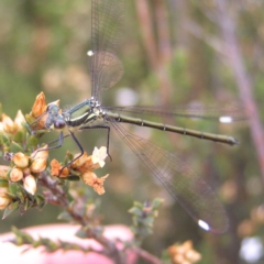 Griseargiolestes eboracus (Grey-chested Flatwing) at Booth, ACT - 30 Dec 2017 by MatthewFrawley