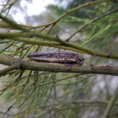 Psychidae (family) IMMATURE (Unidentified case moth or bagworm) at Belconnen, ACT - 3 Jan 2018 by CathB