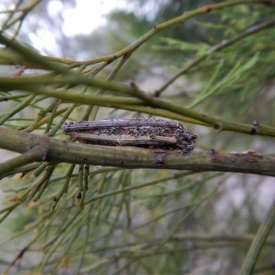 Psychidae (family) IMMATURE (Unidentified case moth or bagworm) at Aranda Bushland - 2 Jan 2018 by CathB