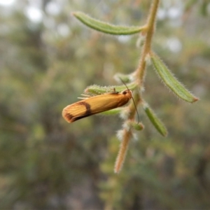 Plectobela undescribed species at Aranda, ACT - 3 Jan 2018