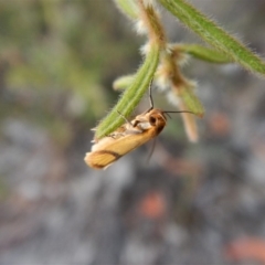 Plectobela undescribed species at Aranda, ACT - 3 Jan 2018